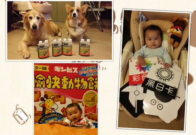 BB和狗狗的好物介紹