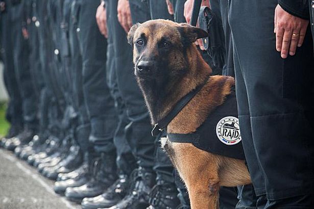 巴黎恐襲執勤警犬獲頒英勇獎章