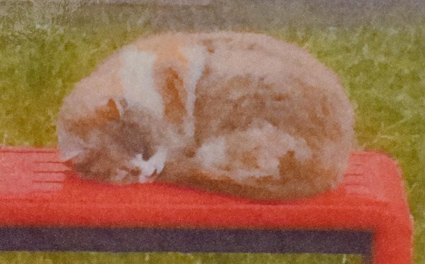 為遇襲死亡的 "Bus Stop Cat" 建紀念碑