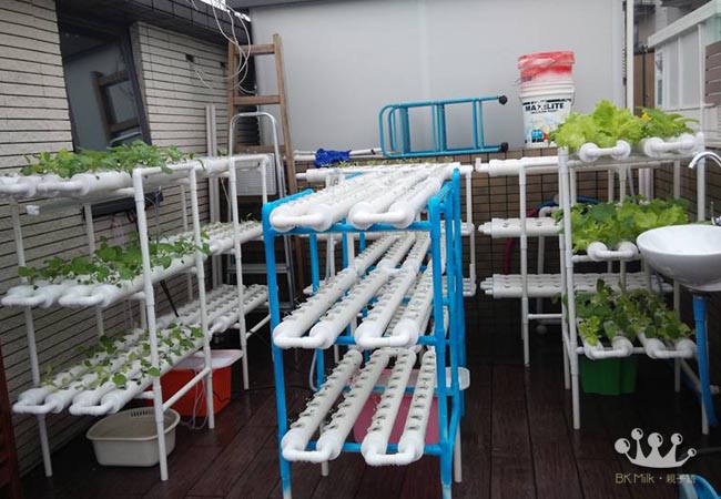 【全職爸媽大作戰】在家也能種水耕菜