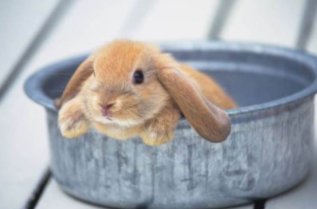 12個飼養兔子比貓狗好的理由