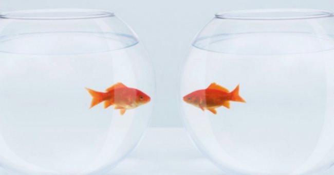 瑞士法例：只養一條金魚，是犯法的