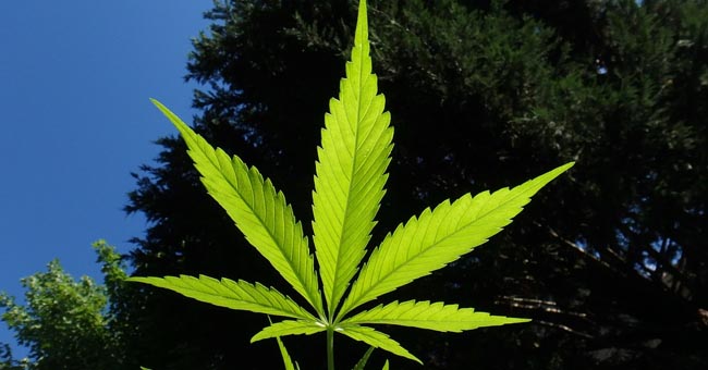 食大麻好健康？