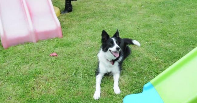 牧羊犬幫忙發現兩歲小主人患上白血病