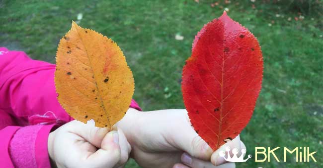 【港人德國教學記】紅牌出場