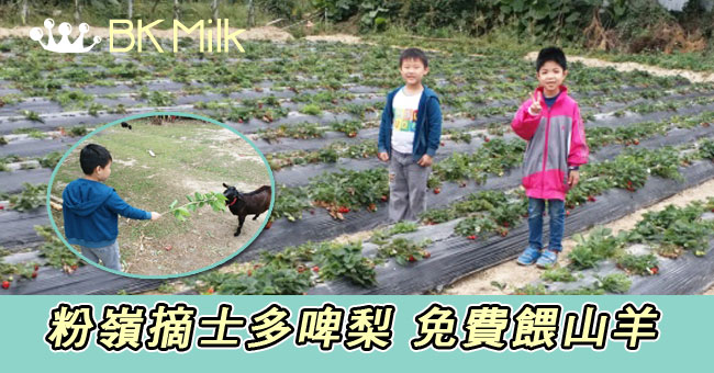 【親子遊】粉嶺摘士多啤梨 免費餵山羊