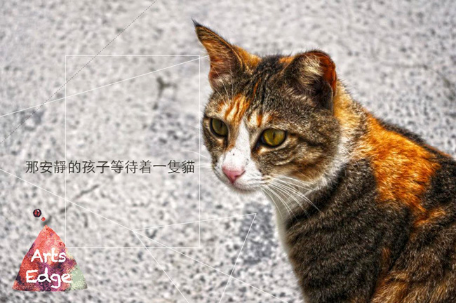 那安靜的孩子等待著一隻貓