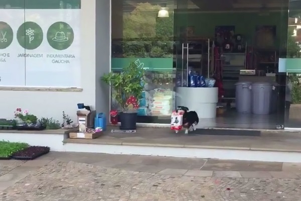 每天都會自己去購物的小狗…