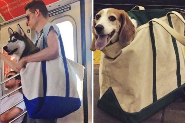 Dogs in Bags：紐約地鐵的新規則