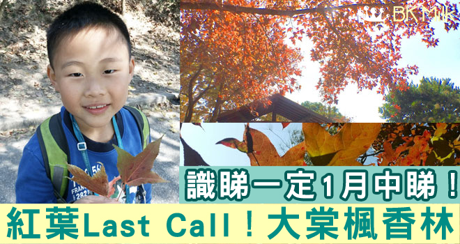 【新界 親子遊】紅葉Last Call！一月中前睇紅葉滿天飛—大棠 楓香林