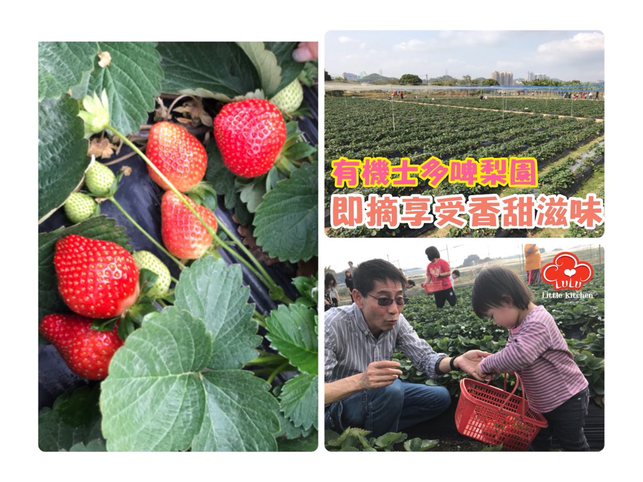 【親子玩樂】免費入場 有機士多啤梨園 即摘品嚐香甜滋味