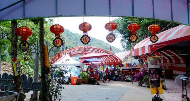 【彰化景點】福田賞桐生態園區，欣賞油桐花盛開美景