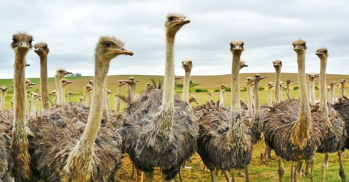 小心巴菲特說的「舵鳥式的投資」