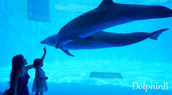 【與海豚奇妙互動】~九洲親子遊記【長崎】九十九島水族館