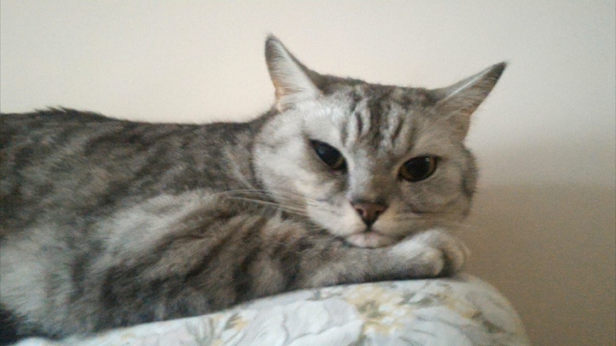 胖貓貓與懷孕中的我