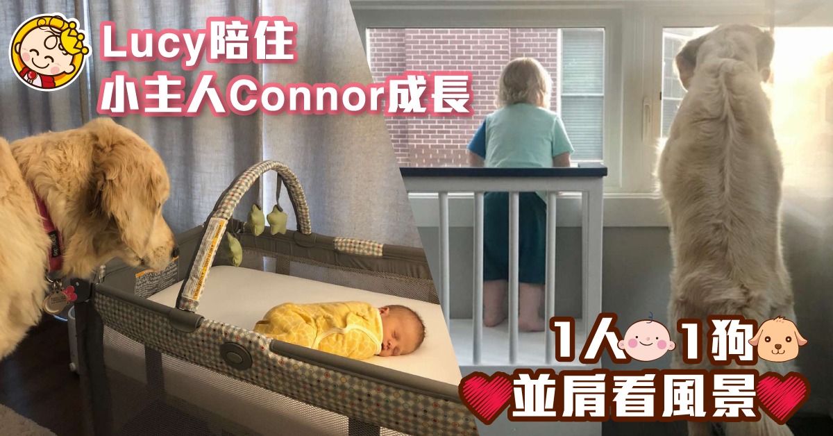 【寵物情緣】爸爸特製室內小樓梯 狗狗小主人並肩看風景