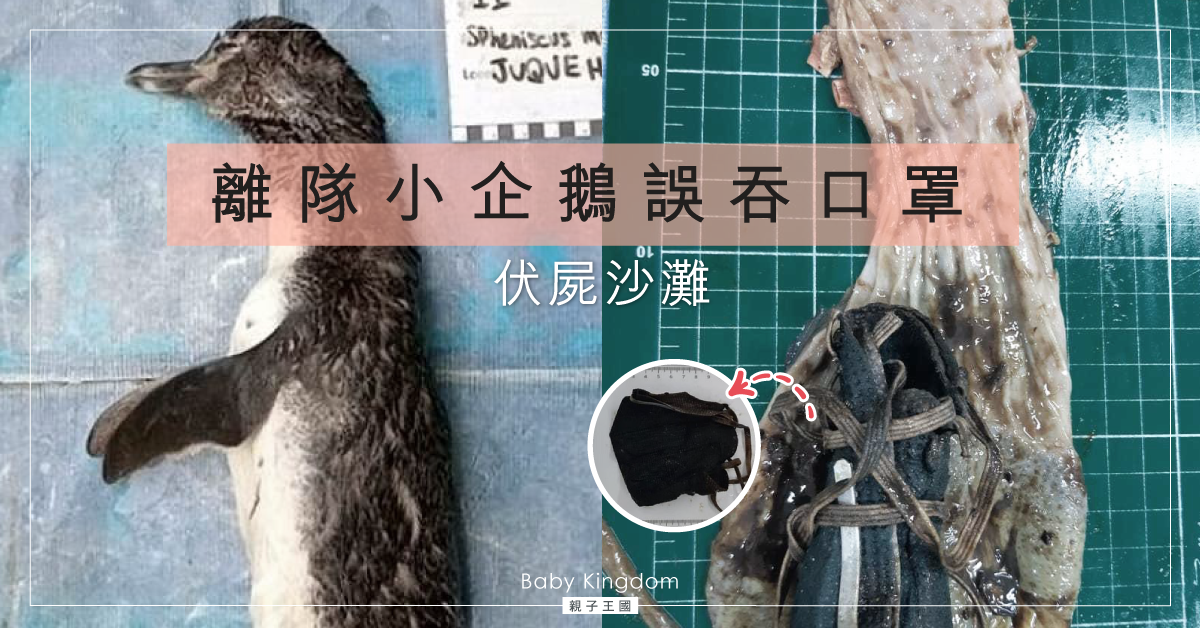 人類惹的禍?企鵝伏屍沙灘 肚子裡驚見完整N95口罩