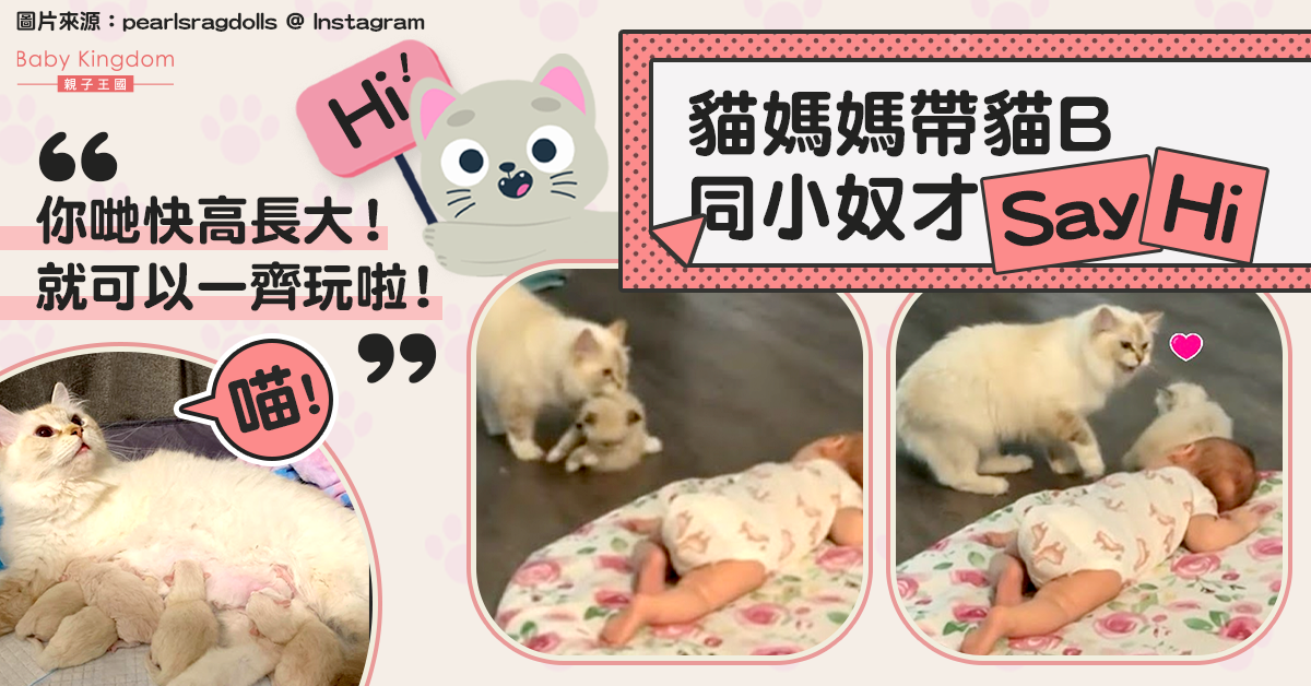 可愛！貓媽媽叼貓B見小主人　媽媽︰是在炫耀孩子嗎？