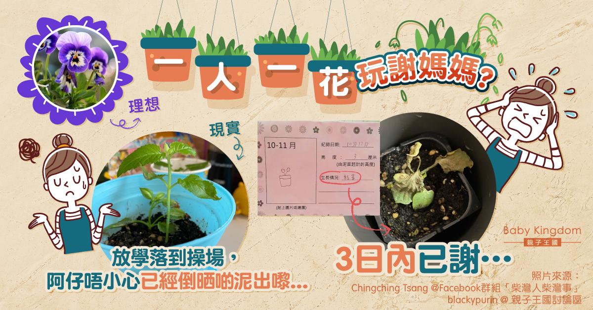 一人一花易凋謝　港媽苦惱買苗補救︰花墟一度缺貨！