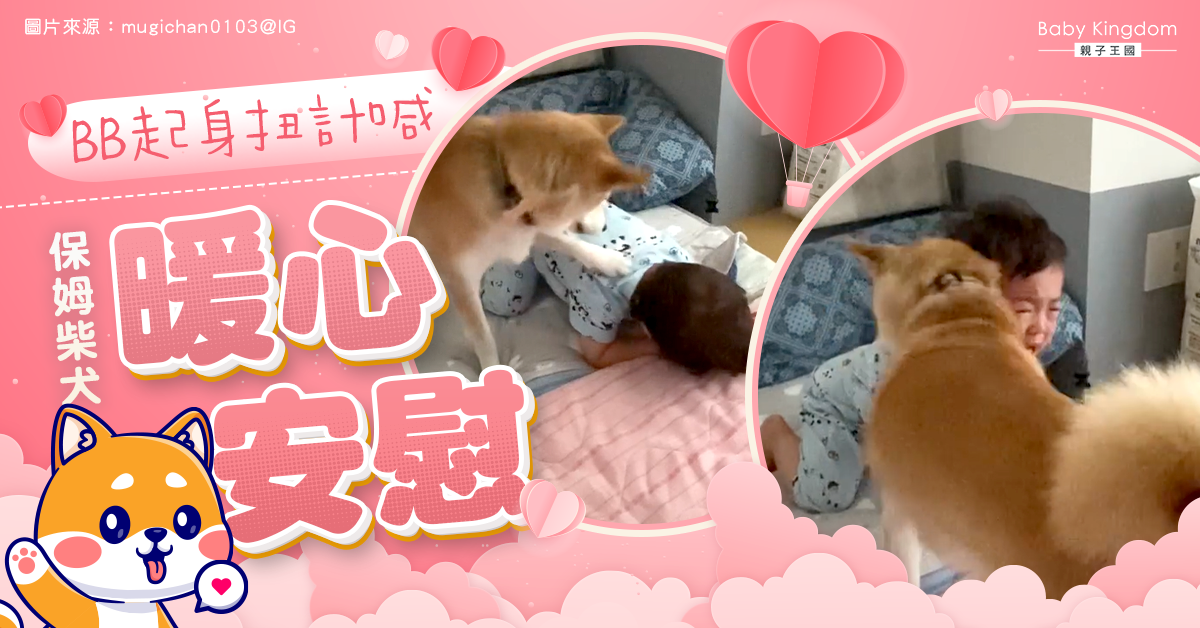 【治癒】BB趴床大哭 柴犬用頭蹭掉眼淚 暖心舉動融化網友