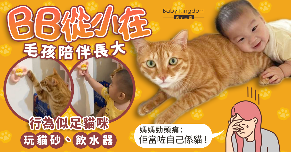 BB被貓同化日常玩貓砂、飲水器 媽媽細數崩潰日常：佢當自己係貓！