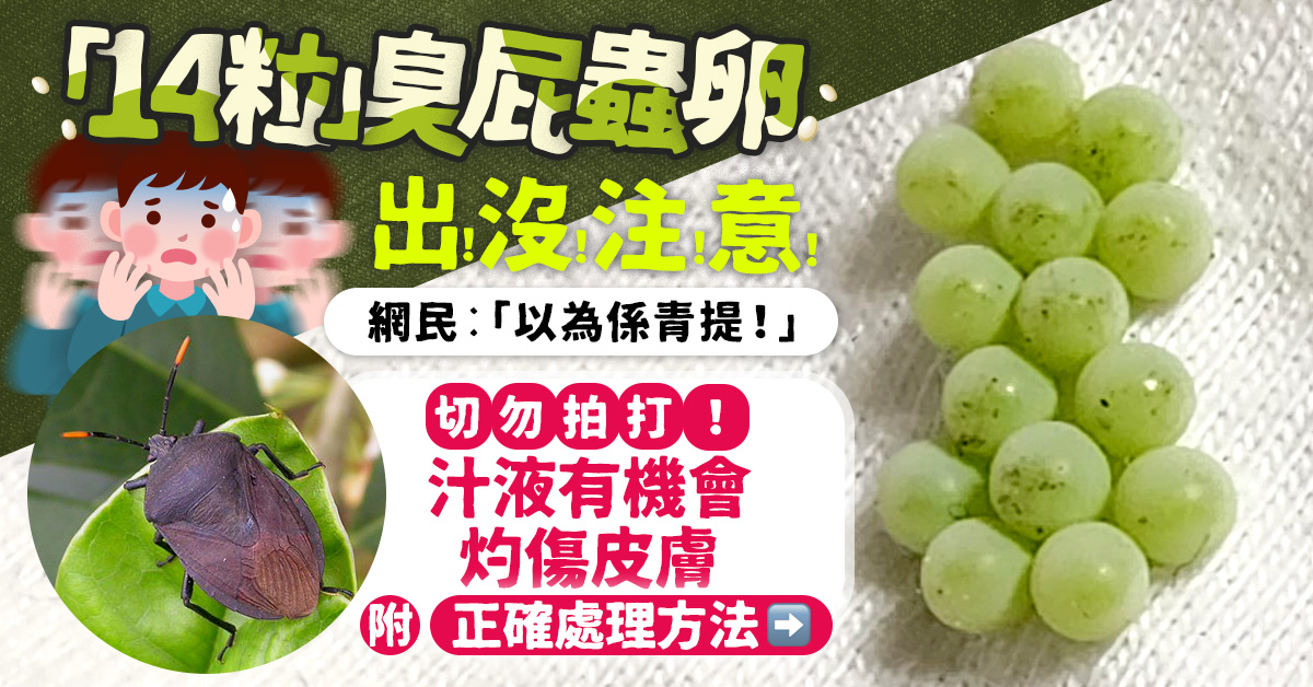 收衫發現「14粒」？臭屁蟲產卵季　發現蟲卵之正確處理方法